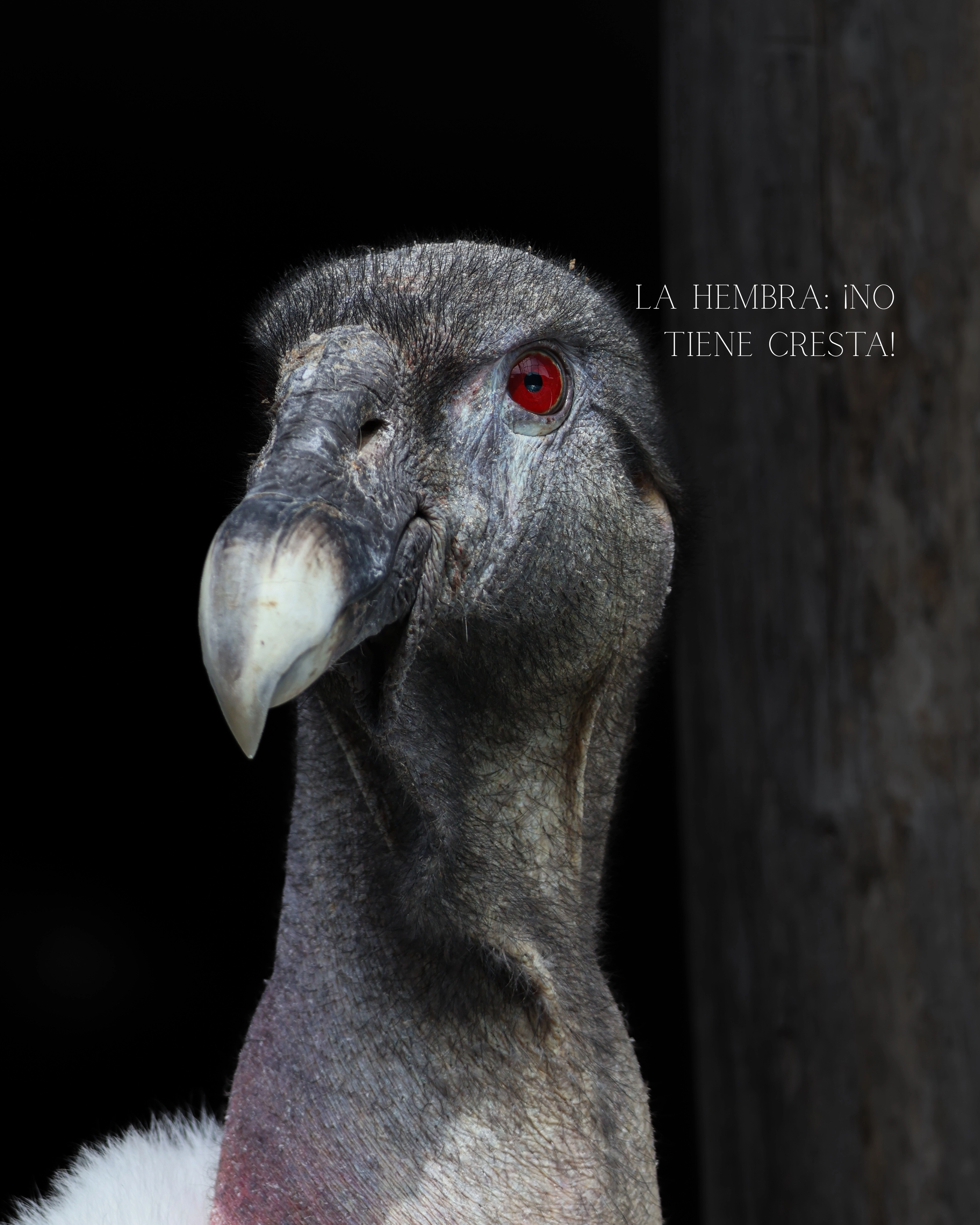 Cóndor en la montaña